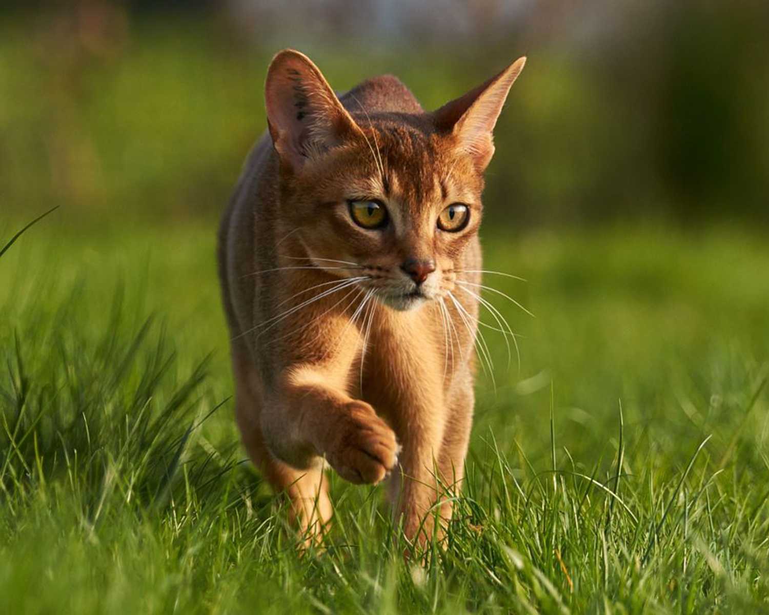 абиссинская кошка сколько стоит в москве питомник